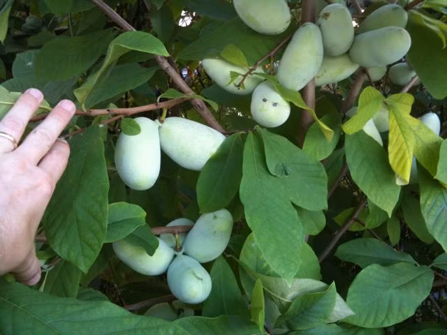 Trước đây, cây Paw Paw mọc hoang ở 26 tiểu bang ở miền đông nước Mỹ.