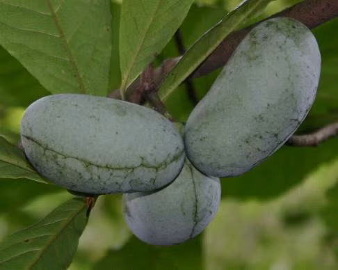 Loại trái cây nhiệt đới khá được ưa chuộng trên thị trường bởi vị ngon ngọt và thơm ngậy của nó.