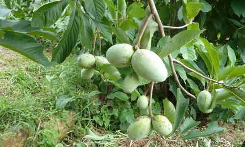 Chuối Paw Paw cho thu hoạch quả từ cuối tháng 9 đến giữa tháng 10 hàng năm.