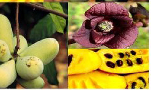 Paw Paw (hay còn gọi Asimina triloba) là một nhánh cùng họ với quả mãng cầu. Đây là một giống chuối khủng kỳ lạ được trồng phổ biến ở miền đông nam nước Mỹ.