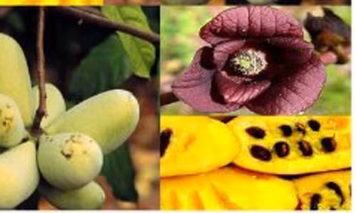 Paw Paw (hay còn gọi Asimina triloba) là một nhánh cùng họ với quả mãng cầu. Đây là một giống chuối khủng kỳ lạ được trồng phổ biến ở miền đông nam nước Mỹ.