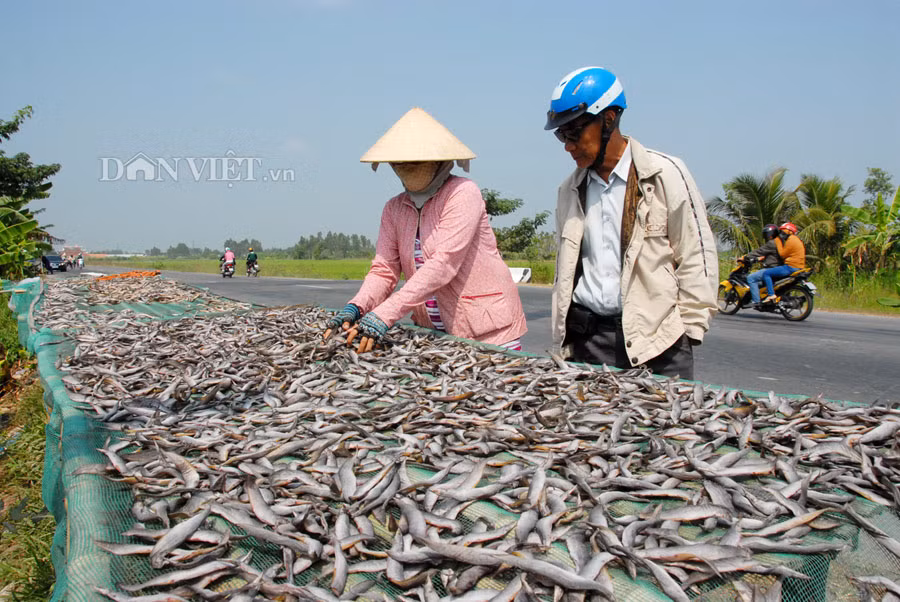 Cá chạch đồng xuất hiện nhiều tại các địa phương vùng lũ. Hiện nay, cá chạch có giá từ 250.000 đến 350.000 đồng/kg. Bình quân 5kg cá chạch tươi cho ra 1kg khô chạch (phơi 2-3 nắng).