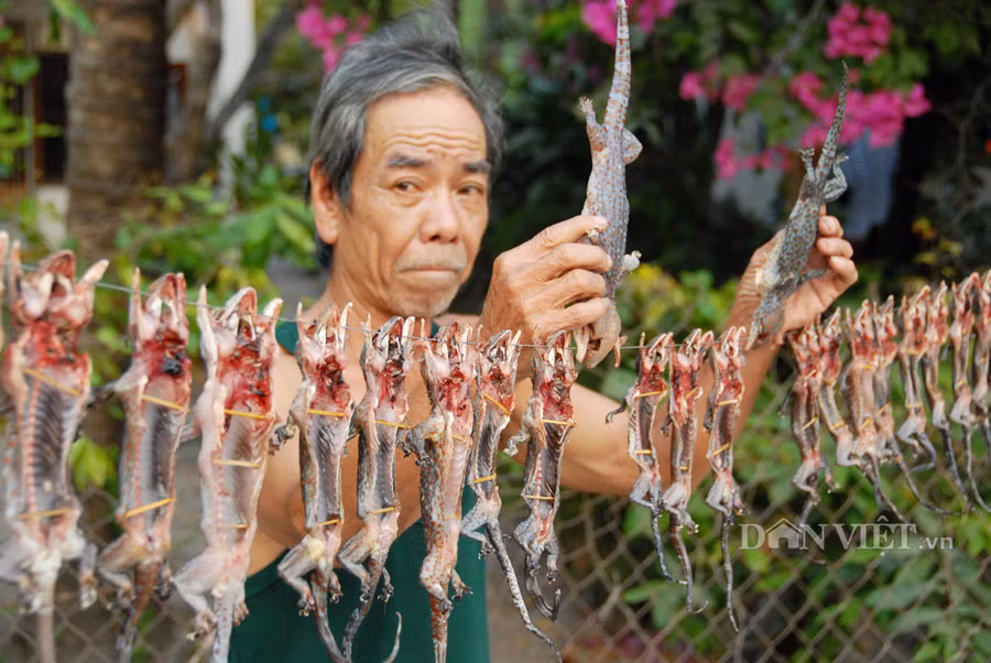 Còn khô tắc kè, dịp tết vừa qua các dân nhậu cũng tìm mua, đa phần mua về dùng để ngâm rượu uống. Bình quân 3kg khô tắc kè cho ra 1kg khô, giá bán tính con từ 50.000 đến 60.000 đồng/kg.