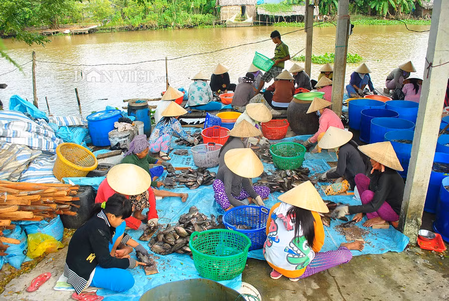 Đến với các làng sản xuất cá sặc rằn nổi tiếng nhất như An Giang và Cà Mau là hai địa phương mỗi năm có hàng ngàn tấn khô cung ứng thị trường trong và ngoài nước.
