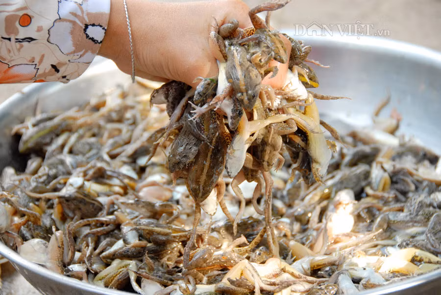 Nhái xuất hiện nhiều trong mùa mưa từ tháng tháng 4 đến tháng 8 trong năm. Bà Cao Thị Xuân, người có 2 năm trong nghề làm khô nhái cho biết: Từ khi khô nhái được nhiều người biết đến, lượng hàng sản xuất ra không đủ bán.