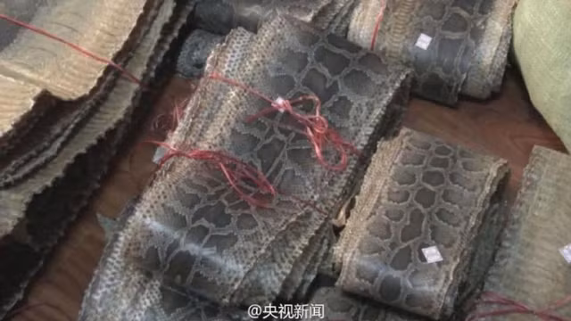 Trong ảnh là lô 961 miếng da trăn trị giá tới 8 triệu NDT (28 tỷ đồng) vừa bị tịch thu.