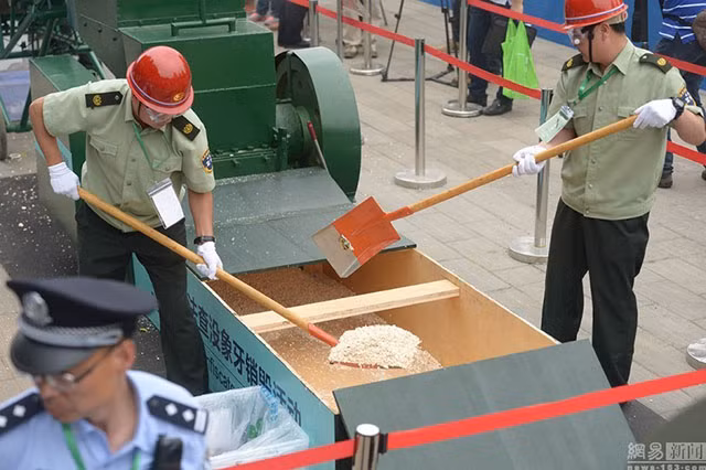 Lô ngà voi bị nghiền vụn.