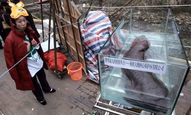 Báo chí Trung Quốc tháng 1/2015 đưa tin về việc một số quan chức nước này đã tổ chức ăn tiệc với một con kỳ nhông. Ngay lập tức họ bị điều tra vì bữa tiệc xa hoa trên. Loài kỳ nhông khổng lồ Trung Quốc, con trưởng thành có thể phát triển lên gần 180cm, là loài động vật hoang dã đang trong tình trạng nguy cấp. Ảnh: Con kỳ nhông khổng lồ lớn nhất trên thế giới tại Trung Quốc.