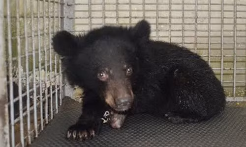 Mua cho canh tu Viet Nam ve Trung Quoc bong hoa... gau