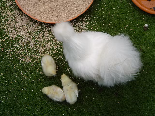 Nhờ có bộ lông xù cực kỳ đáng yêu, giống gà này được nhiều dân chơi gà cảnh lùng mua và thường rơi vào tình trạng khan hiếm. Ở Việt Nam, nó nhanh chóng trở thành thú chơi mới của đại gia Việt.