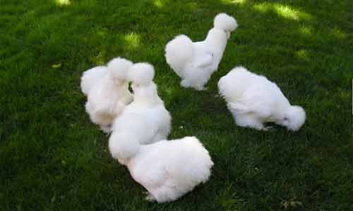 Với sự thân thiện, dễ nuôi, những chú gà Silkie có thể trở thành con vật nuôi đáng yêu cho mọi nhà.