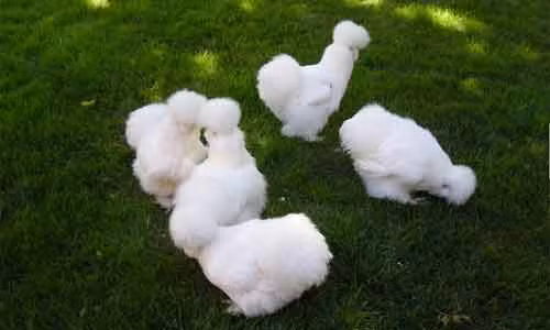 Với sự thân thiện, dễ nuôi, những chú gà Silkie có thể trở thành con vật nuôi đáng yêu cho mọi nhà.