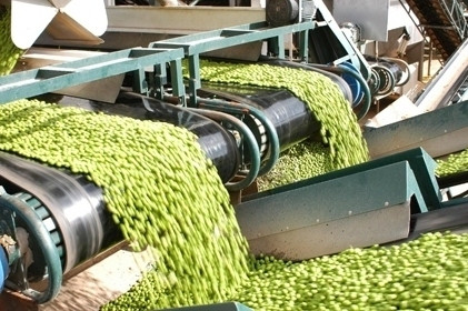 Tại đây những trái ô liu được đưa vào bể nước rửa sạch tại nhà máy.