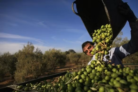 Ô liu là một loại cây nhỏ có nguồn gốc từ miền duyên hải Địa Trung Hải, đến Iran ven bờ nam biển Caspi.