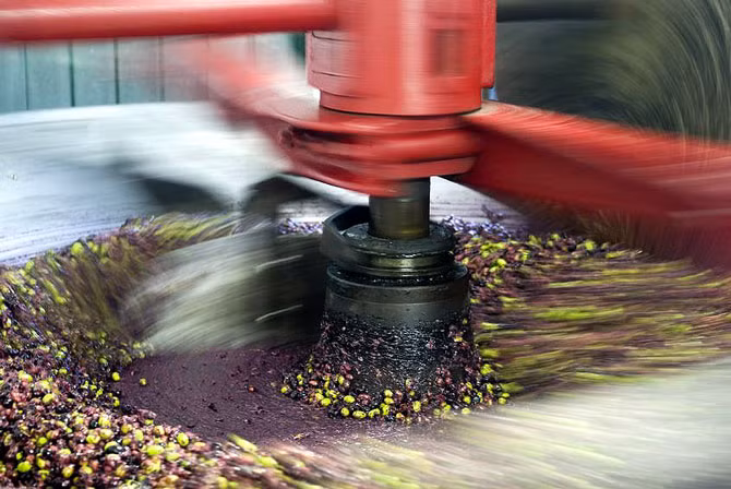 Những trái ô liu được nghiền nhỏ trước khi đưa vào máy ép dầu.