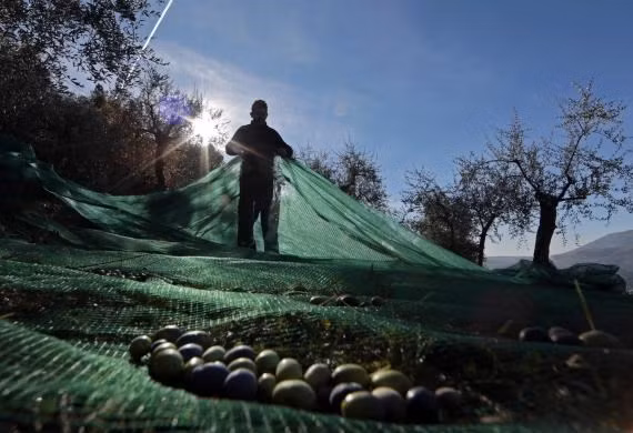 Tháng 10 đến tháng 1 hàng năm là thời điểm thu hoạch ô liu tốt nhất.