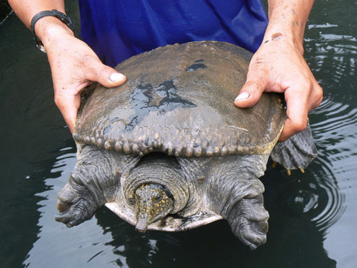 Thịt cua đinh rất ngon, ngọt, thơm thường dùng để chiêu đãi khách quý hoặc trong buổi tiệc sang trọng.