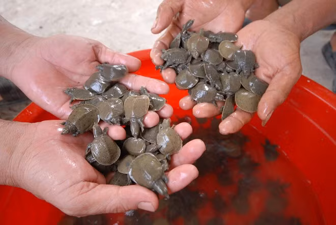 Cụ thể, cua đinh giống 2 tuần tuổi giá 300.000 - 350.000 đồng/con; loại 4 tuần tuổi giá 400.000 - 450.000 đồng/con; loại 700g giá trên dưới 700.000 đồng/con.