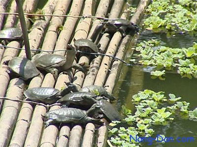 Cua đinh là loài động vật hoang dã thích nghi tốt với môi trường, ăn những loại thức ăn tạp như: cua, ốc, ếch nhái, cá... So với các mô hình nuôi khác, nuôi cua đinh ít tốn công chăm sóc, tỷ lệ hao hụt và mức độ bệnh hạn chế, đặc biệt là đầu ra con giống và thương phẩm luôn ổn định.