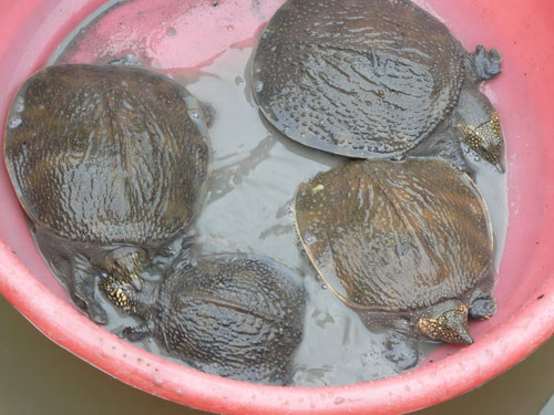 Còn giá cua đinh thịt loại 2 - 5 kg/con từ 600.000 - 700.000 đồng/kg; loại 5 - 10 kg/con giá 500.000 - 600.000 đồng/kg; cua đinh bố mẹ giá 1 triệu đồng/kg.