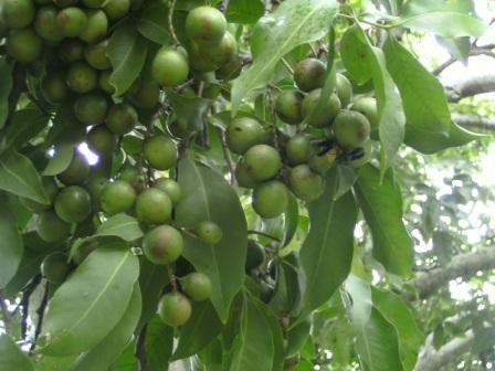 Chanh Tây Ban Nha không chỉ cho quả ăn mà còn được trồng phổ biến ở ven đường làm cây cảnh.