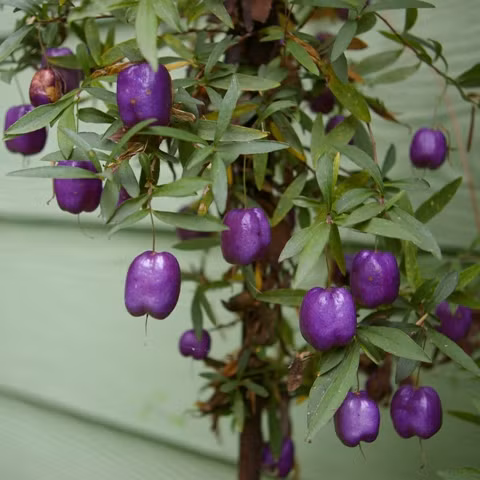 Khi chín, quả táo có màu tím bạc.