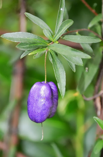 Táo tím được lai chéo giữa giống cây bụi và giống táo nhỏ.