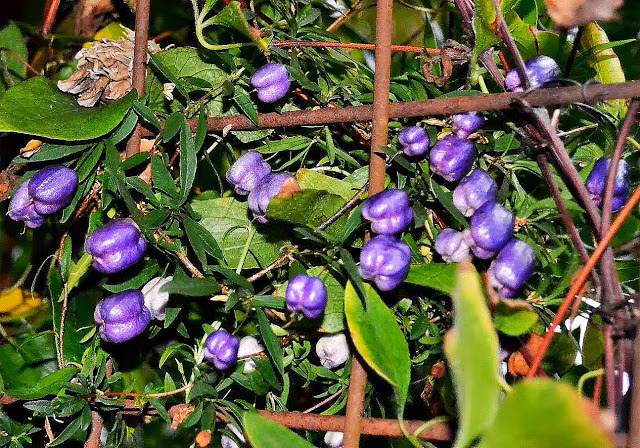 Táo tím thường được trồng ở bờ rào quanh nhà như một cách làm đẹp cảnh quan của ngôi nhà.