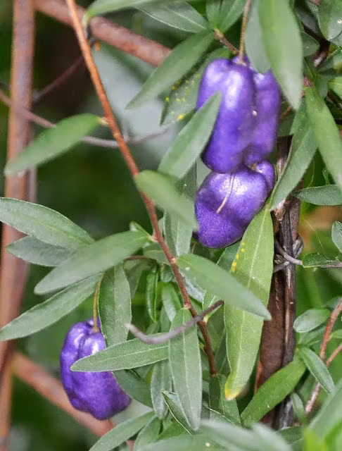 Khi cây ra quả, người ta thường dùng táo tím để ăn trực tiếp hoặc làm các món chiên hoặc gia vị trong món ăn.