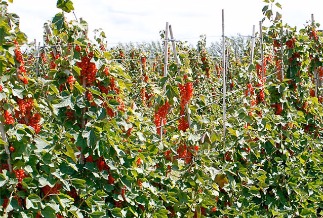 Mùa thu hoạch quả mọng này bắt đầu chín vào cuối tháng 6 đến giữa tháng 7 hàng năm.