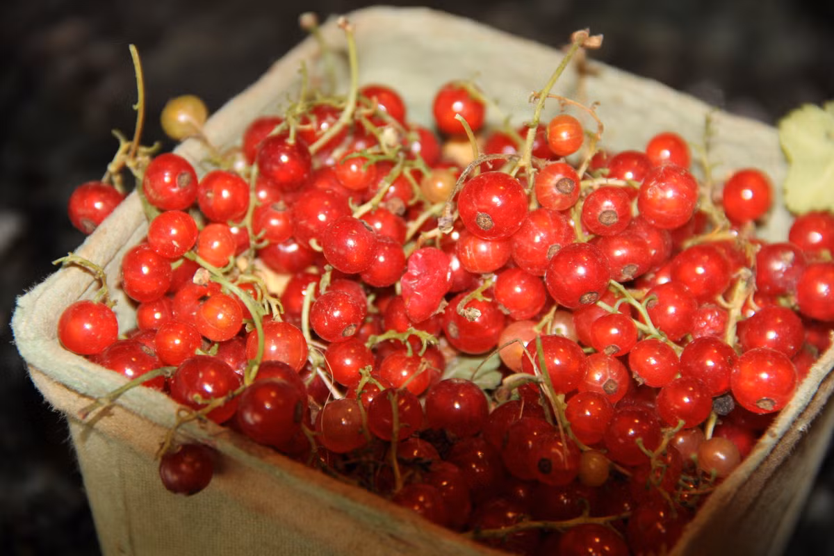 Quả mọng này có thể ăn trực tiếp hoặc dùng làm nguyên liệu cho nhiều món bánh hoặc làm nước ép.