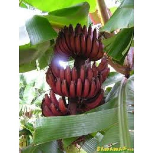 Buồng chuối đỏ chín cây trông hút mắt.