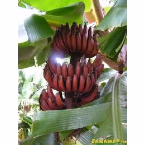 Buồng chuối đỏ chín cây trông hút mắt.