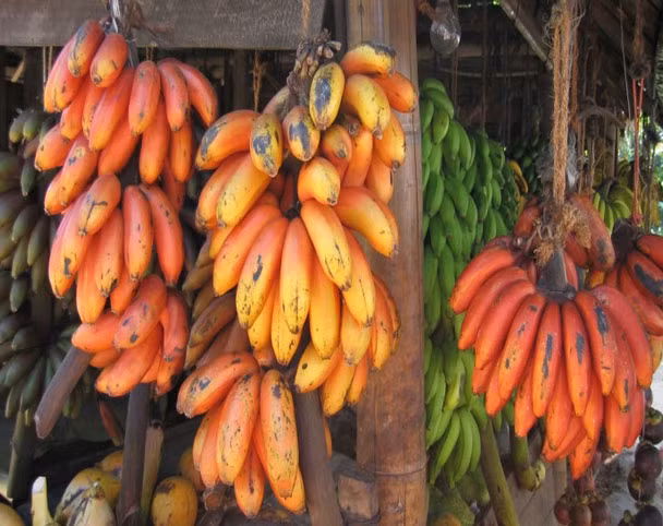 Khi chín, phần quả bên trong vẫn có màu vàng như các loại chuối bình thường.