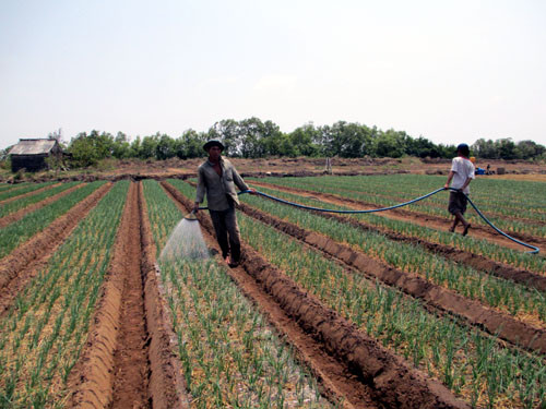 Vĩnh Châu là khu vực trồng hành tím lớn của tỉnh Sóc Trăng. Cây màu này đã góp phần quan trọng giúp bà con giải quyết việc làm tại chỗ, tăng thu nhập, cải thiện cuộc sống.
