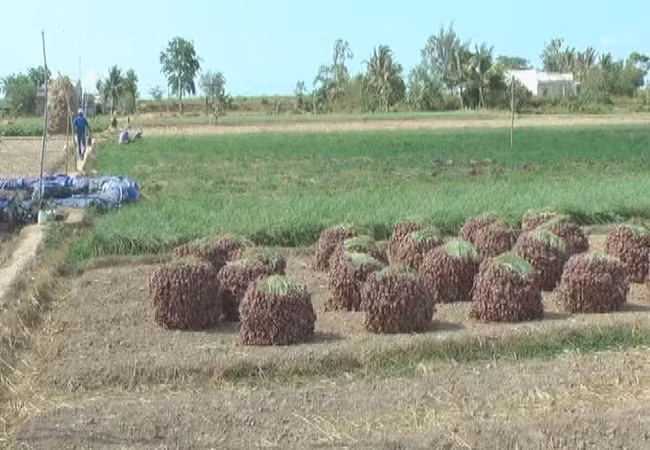 Bởi vậy, thu hoạch được nhiều chưa chắc đã là một vụ mùa bội thu.