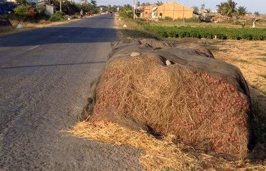 Với giá hành tím như hiện nay, người trồng chỉ hòa hoặc lỗ vốn, bao nhiêu công sức bỏ ra trong suốt mùa vụ bị "đánh cắp". Chính vì thế, hành tím thu hoạch xong vẫn phải chất đống trong nhà vì người nông dân không bán được.