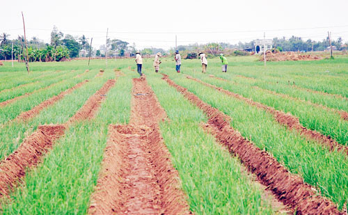 Những công đoạn chăm sóc hành cũng khá tỉ mẩn và công phu.