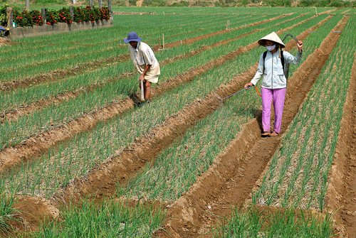 Tuy nhiên, người trồng hành tím gặp nhiều khó khăn như thời tiết bất lợi dễ tác động đến năng suất và đặc biệt sâu xanh da láng thường xuất hiện nhiều, làm ảnh hưởng năng suất và tăng chi phí sản xuất. Ảnh: người dân Vĩnh Châu đang chăm sóc, phun thuốc trừ sâu cho ruộng hành của gia đình.