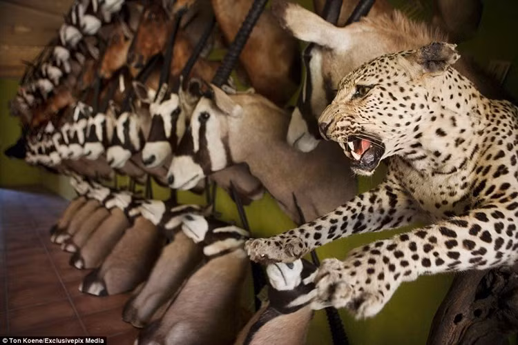 Ngoài ra, những người lắm tiền còn săn lùng các loại đầu thú dữ bọc da thật để trưng bày trong nhà để thể hiện đẳng cấp.