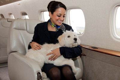 Việc thú cưng đi máy bay khoang VIP giờ đây đã không còn là một điều xa lạ trên thế giới nữa.