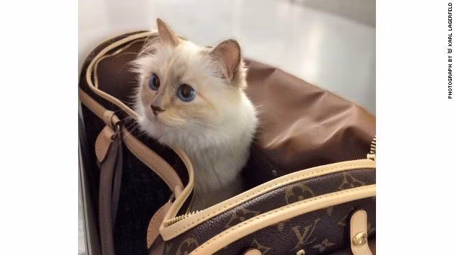 Đáp ứng nhu cầu chăm sóc thú cưng của các đại gia, nhiều công ty cung cấp dịch vụ máy bay tư nhân còn giới thiệu các gói chăm sóc thú cưng trên khoang VIP máy bay như massage, chải lông, chơi với thú cưng...