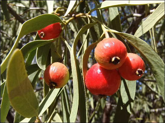 Quả Quandong có vị chua ngọt tương tự như vị quả đào, được các bà nội trợ dùng làm nguyên liệu các món bánh.