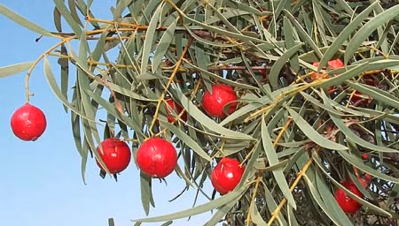 Mỗi cây Quandong thường cho sản lượng 10-25 kg trái cây, 40% tổng trọng lượng là hạt.