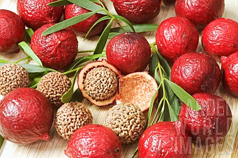 Hạt của quả Quandong khá giống với quả óc chó và có thể ăn sống hoặc rang muối.