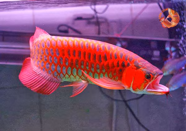 Anh Phạm Văn Dũng (Thành phố Nam Định) – một người chơi cá huyết long chia sẻ trên tờ Trí thức trẻ, để chơi cá Huyết long không hề đơn giản và cần chú tâm nhất là khâu lọc nước. Bởi sơ suất một chút có thể đi tong hàng trăm triệu đồng. Anh Dũng đã bỏ ra 2.000 USD (khoảng 43 triệu đồng) để mua một chú cá huyết rồng.