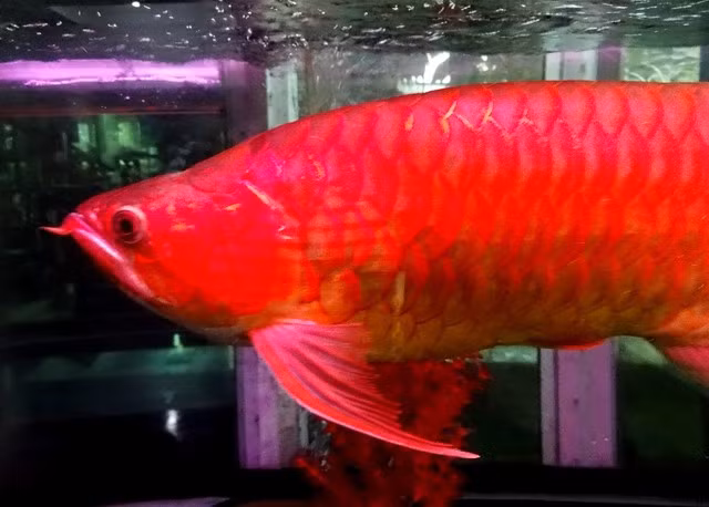 Về phần chi phí nuôi và chăm sóc cá hàng ngày, theo ước tính của anh Dũng, cũng rơi vào khoảng 500.000 nghìn đồng/tháng. Thức ăn chủ yếu mà anh mua cho cá là tôm, trạch và một số loại thức ăn tươi khác.