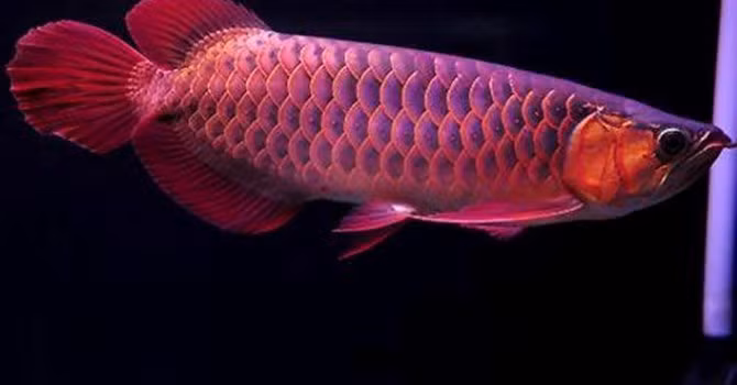 Đây là loài cá nhập khẩu từ Malaysia, Indonesia và không thể sinh sản, nhân giống tại Việt Nam.