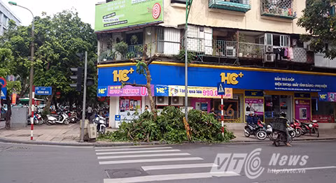 Cay xanh Ha Noi bi chat trom giua dem