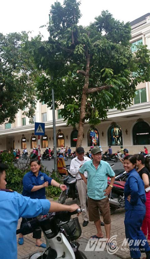 Cay xanh Ha Noi bi chat trom giua dem-Hinh-3